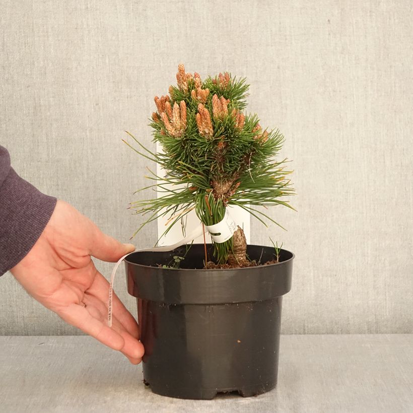 Amostra de Pinus mugo Heideperle Vaso de 2 L/3 L tal como entregue na primavera