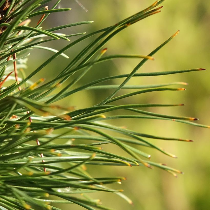Pinus mugo Heideperle (Folhagem)