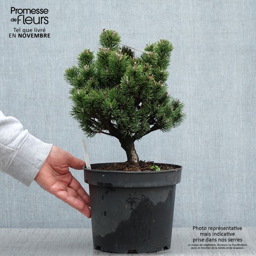 Amostra de Pinus mugo Lilliput Vaso de 4 L/5 L tal como entregue no outono
