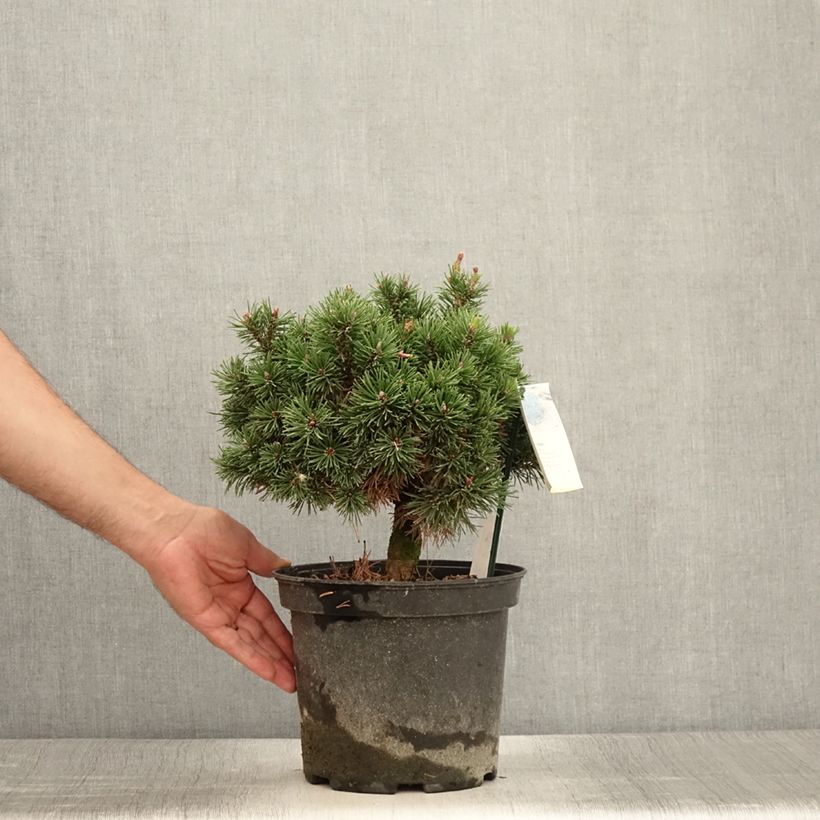 Amostra de Pinus mugo Lilliput Vaso de 4 L/5 L tal como entregue no verão