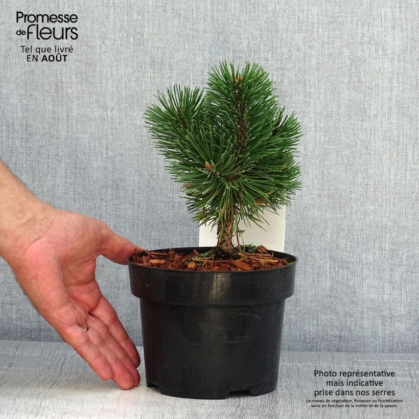 Amostra de Pinus mugo Mumpitz Vaso de 2 L/3 L tal como entregue no verão