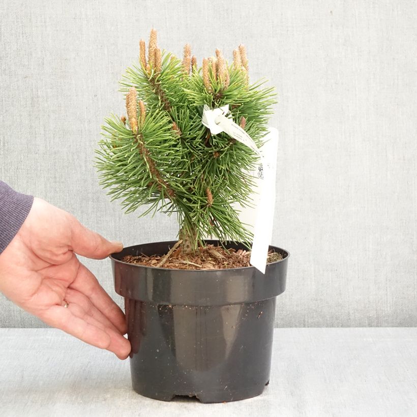 Amostra de Pinus mugo Mumpitz Vaso de 2 L/3 L tal como entregue na primavera
