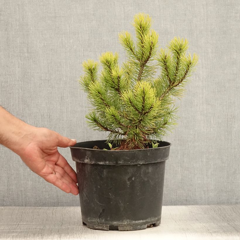 Amostra de Pinus mugo Ophir Vaso de 2 L/3 L tal como entregue no verão