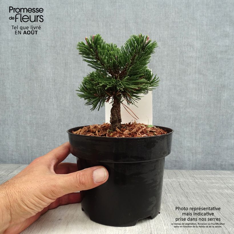 Amostra de Pinus mugo Sherwood Compact Vaso de 2 L/3 L tal como entregue no verão