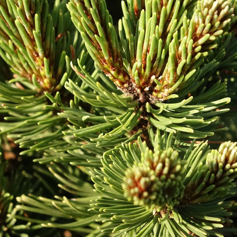 Pinus mugo Sherwood Compact (Folhagem)