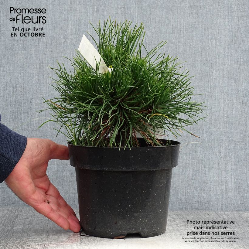 Amostra de Pinus mugo Varella Vaso de 2 L/3 L tal como entregue no outono