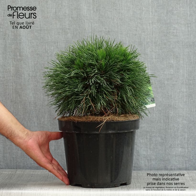 Amostra de Pinus mugo Varella Vaso de 7,5 L/10 L tal como entregue no verão