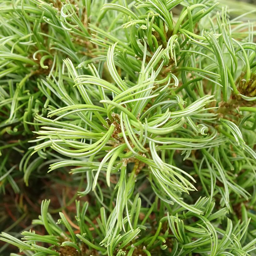 Pinus strobus Green Twist (Folhagem)