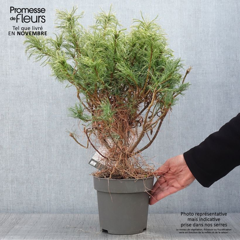 Amostra de Pin de Weymouth nain - Pinus strobus Green Twist Pot de 2L/3L tal como entregue no outono