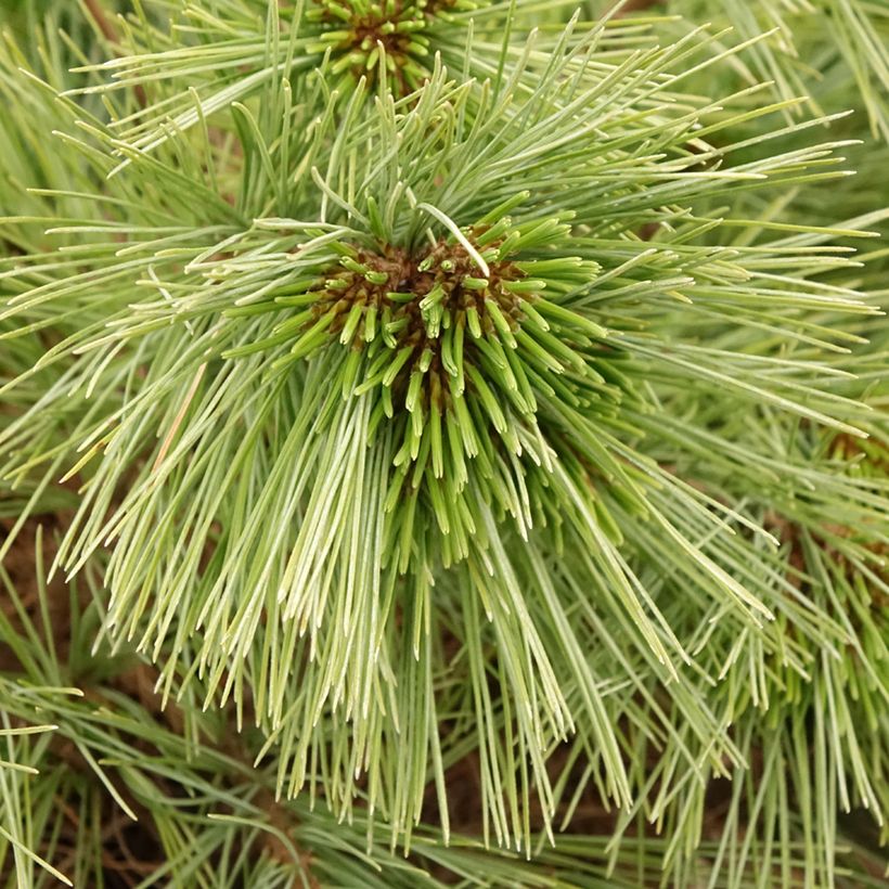 Pinus strobus Mary Butler (Folhagem)