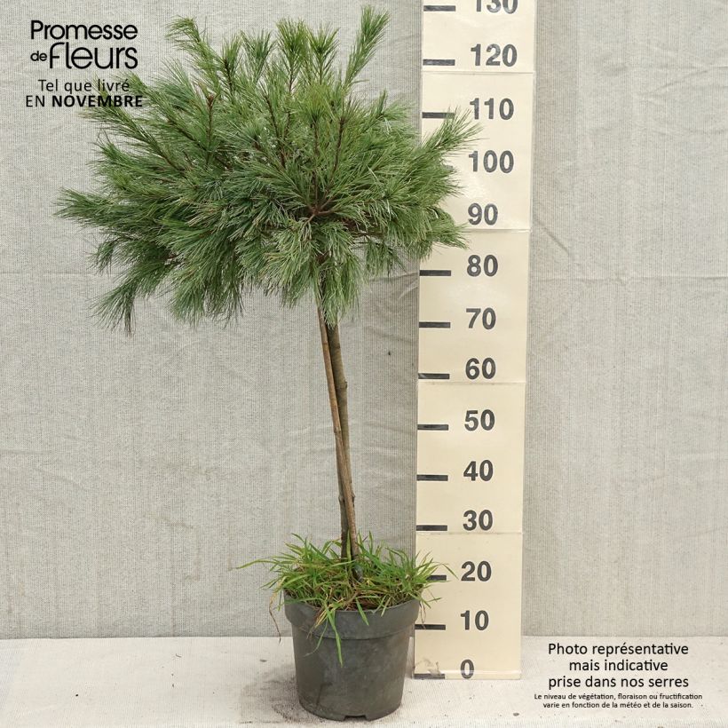 Amostra de Pin de Weymouth nain - Pinus strobus Mary Butler Pot de 7,5L/10L, Tige, Tige de 60 cm tal como entregue no outono