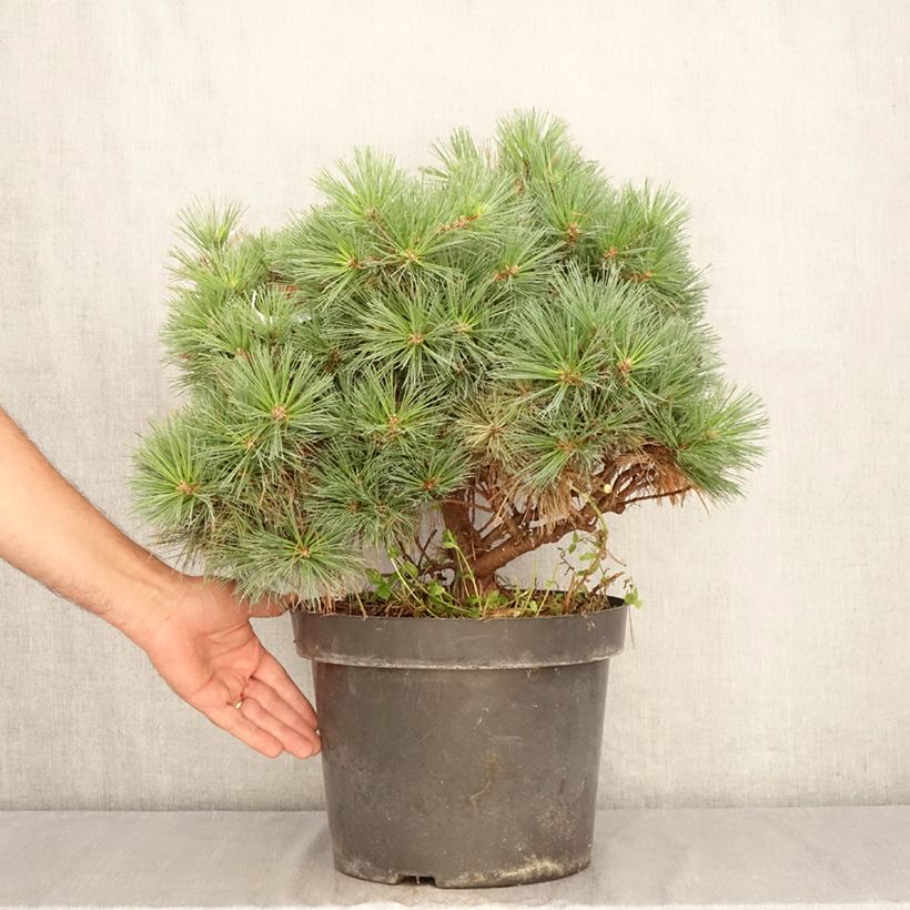 Amostra de Pinus strobus Minuta Vaso de 7,5 L/10 L tal como entregue no verão