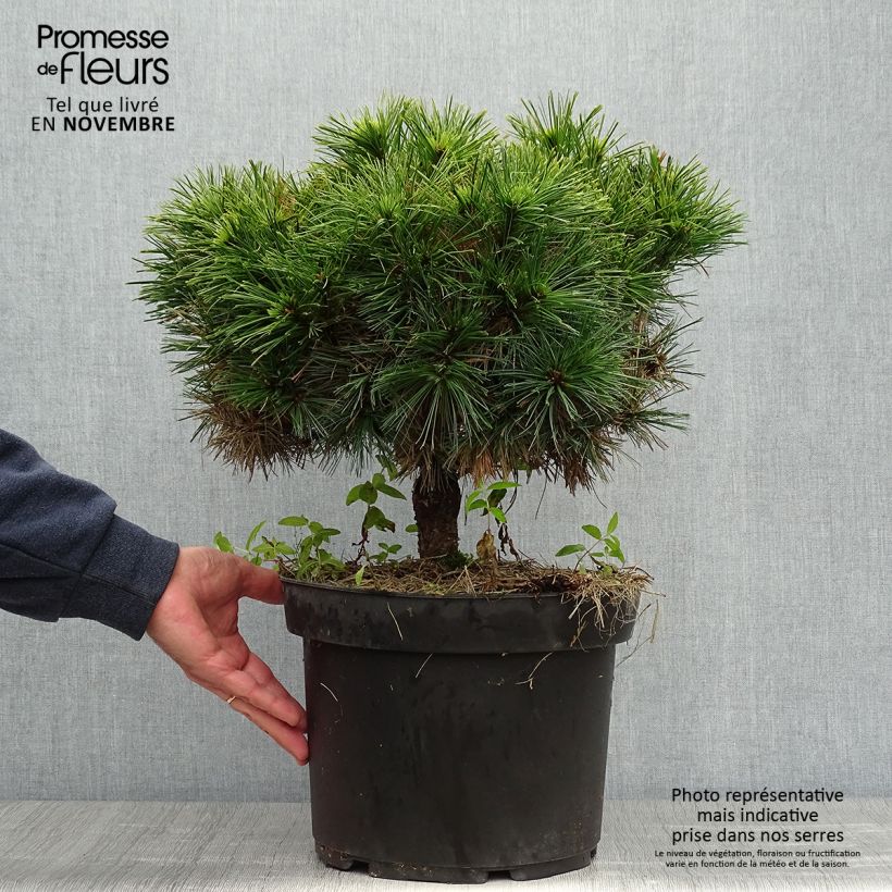 Amostra de Pinus strobus Minuta Vaso de 7,5 L/10 L tal como entregue no outono