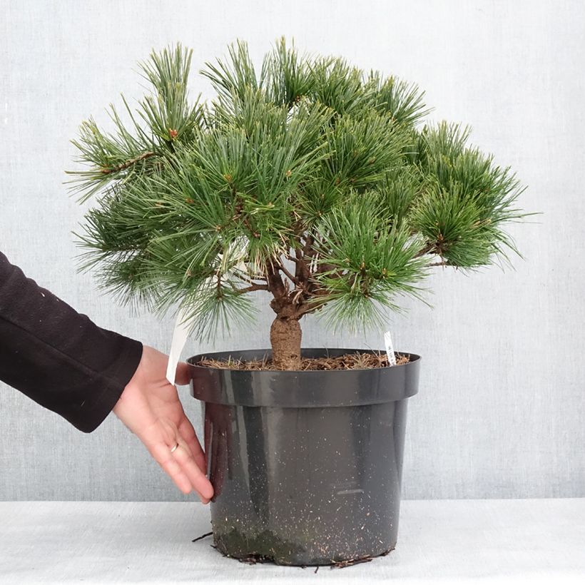 Amostra de Pin de Weymouth nain - Pinus strobus Minuta Vaso de 7,5 L/10 L tal como entregue no inverno