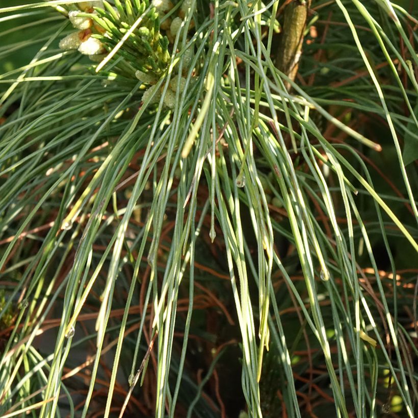 Pinus strobus Niagara Falls (Folhagem)