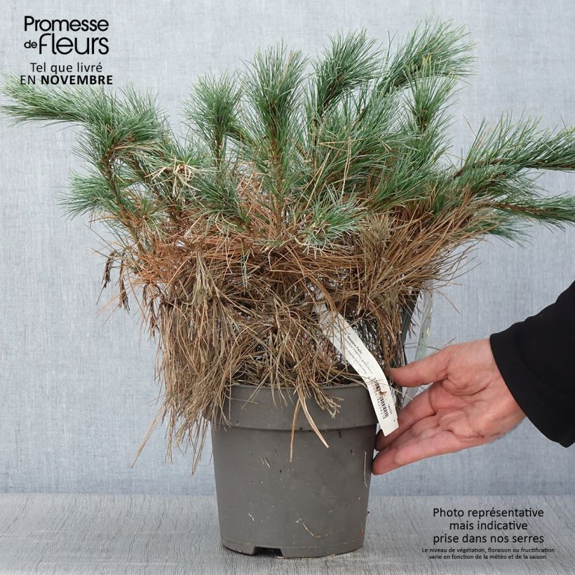 Amostra de Pin de Weymouth nain - Pinus strobus Niagara Falls Pot de 3L/4L tal como entregue no outono