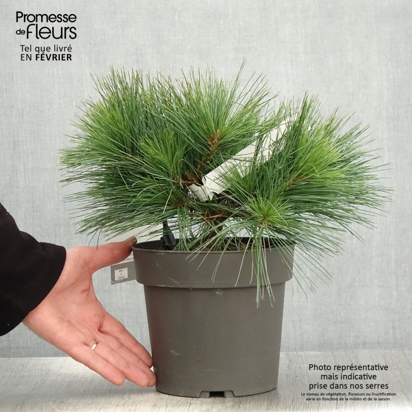 Amostra de Pin de Weymouth nain - Pinus strobus Niagara Falls Vaso de 3 L/4 L tal como entregue no inverno
