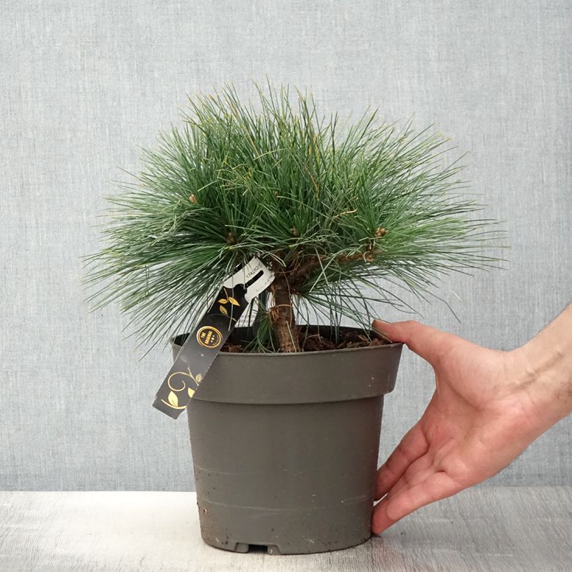 Amostra de Pinus strobus Niagara Falls Vaso de 3 L/4 L tal como entregue na primavera