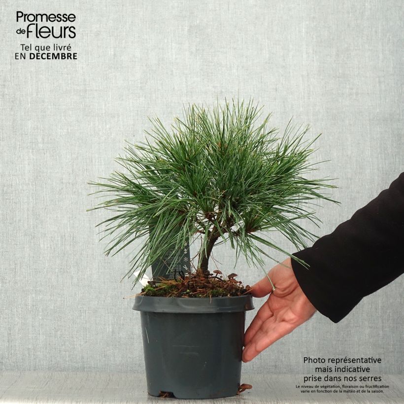 Amostra de Pinus strobus Radiata Vaso de 3 L/4 L tal como entregue no outono