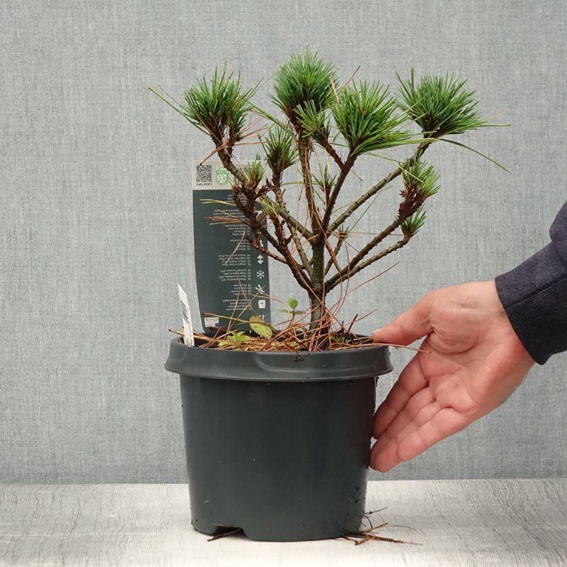 Amostra de Pinus strobus Radiata Vaso de 3 L/4 L tal como entregue no verão