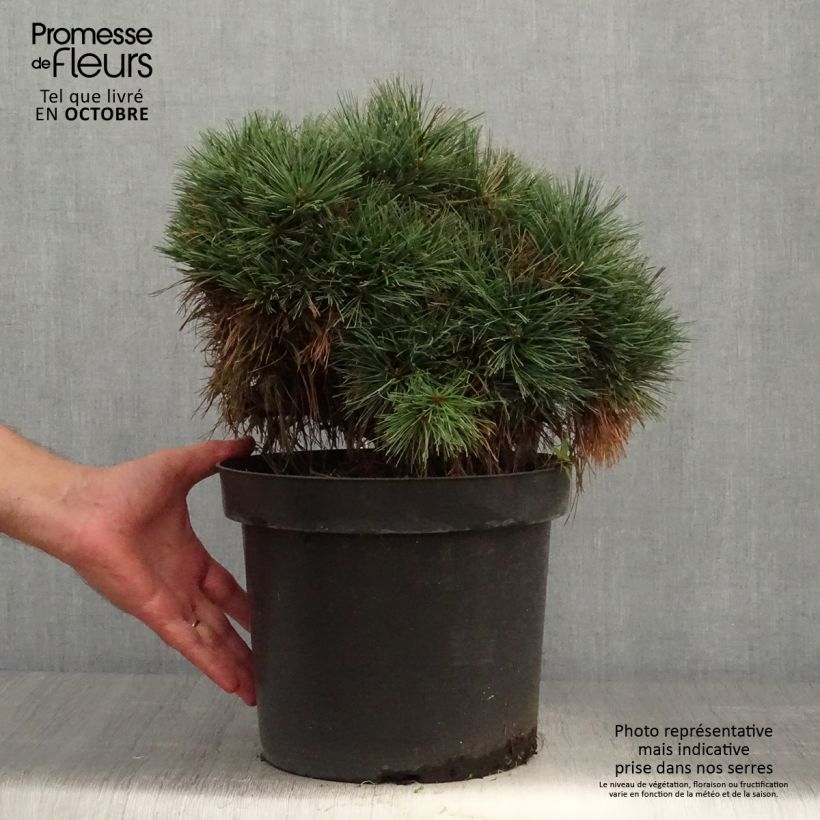 Amostra de Pinus strobus Ontario Vaso de 7,5 L/10 L, Haste tal como entregue no outono