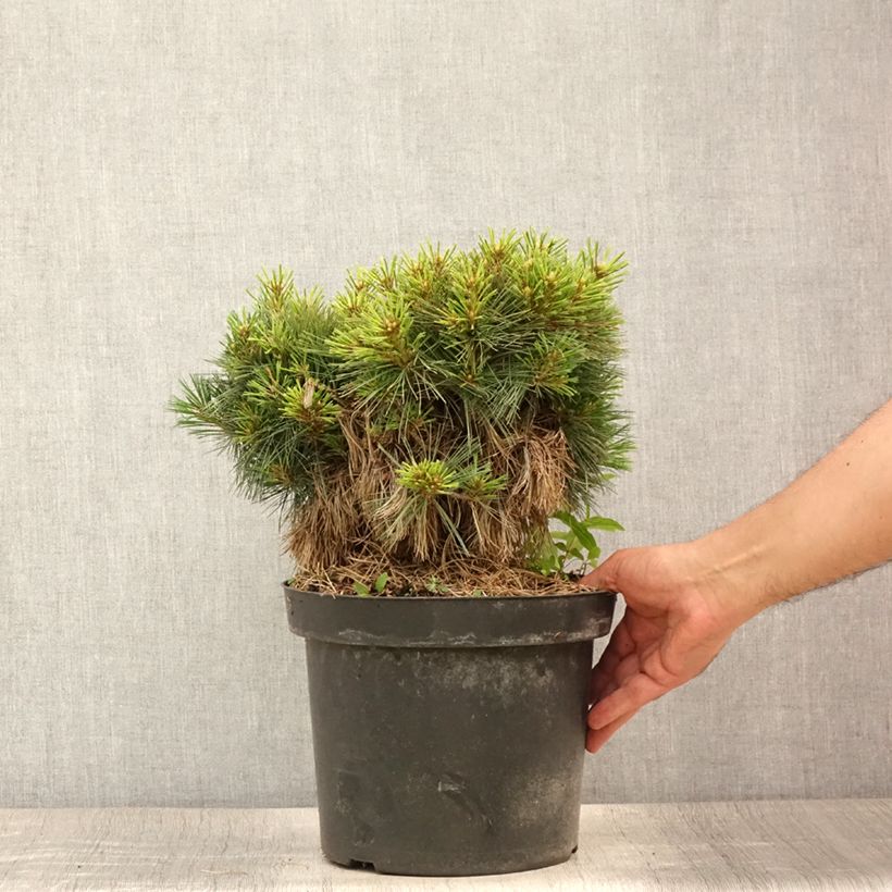 Amostra de Pinus strobus Ontario Vaso de 7,5 L/10 L, Haste tal como entregue no verão