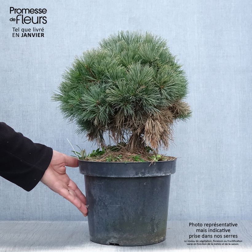 Amostra de Pin de Weymouth - Pinus strobus Ontario                        Vaso de 7,5 L/10 L tal como entregue no inverno