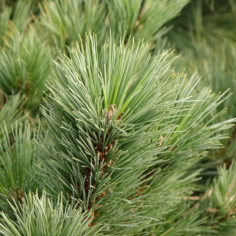 Pinus strobus Secrest (Folhagem)