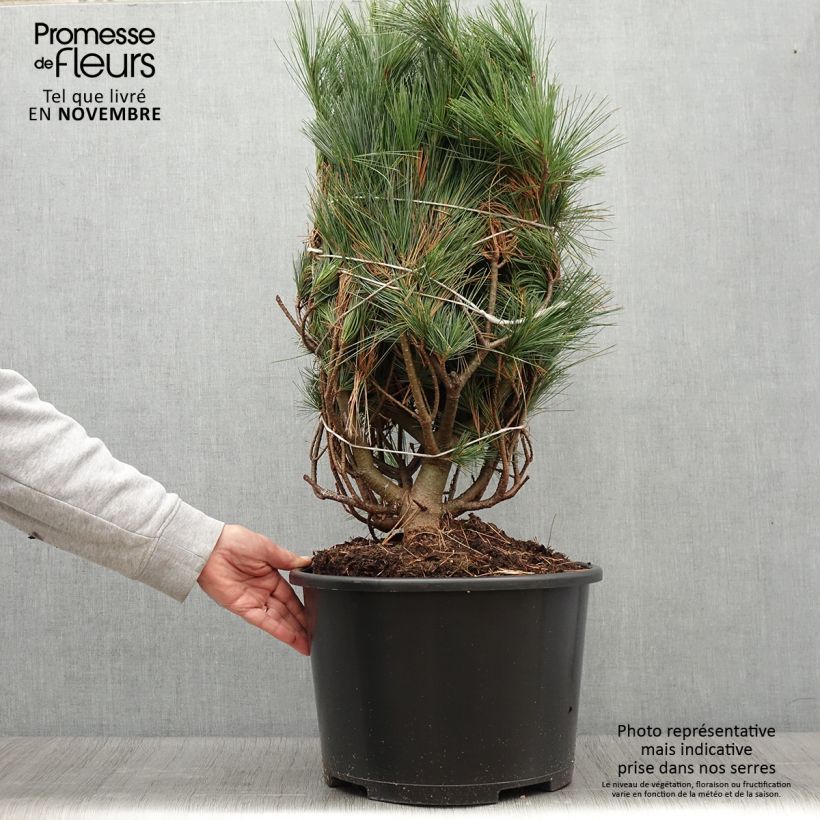 Amostra de Pinus strobus Secrest Peça tal como entregue no outono