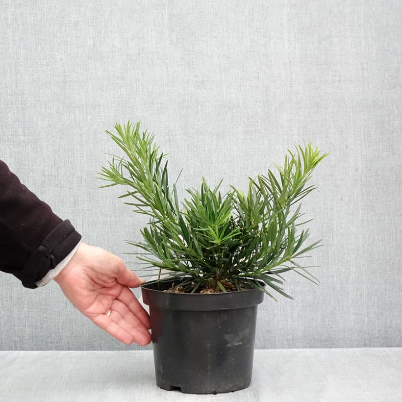 Amostra de Podocarpus macrophyllus Vaso de 2 L/3 L tal como entregue no outono