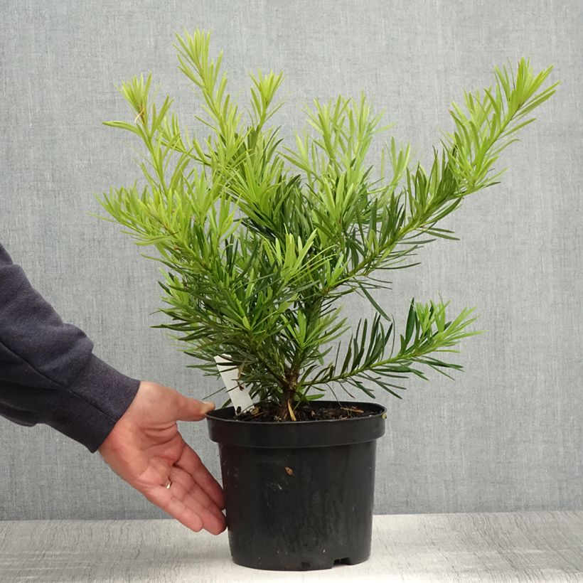 Amostra de Podocarpus macrophyllus Vaso de 2 L/3 L tal como entregue no verão