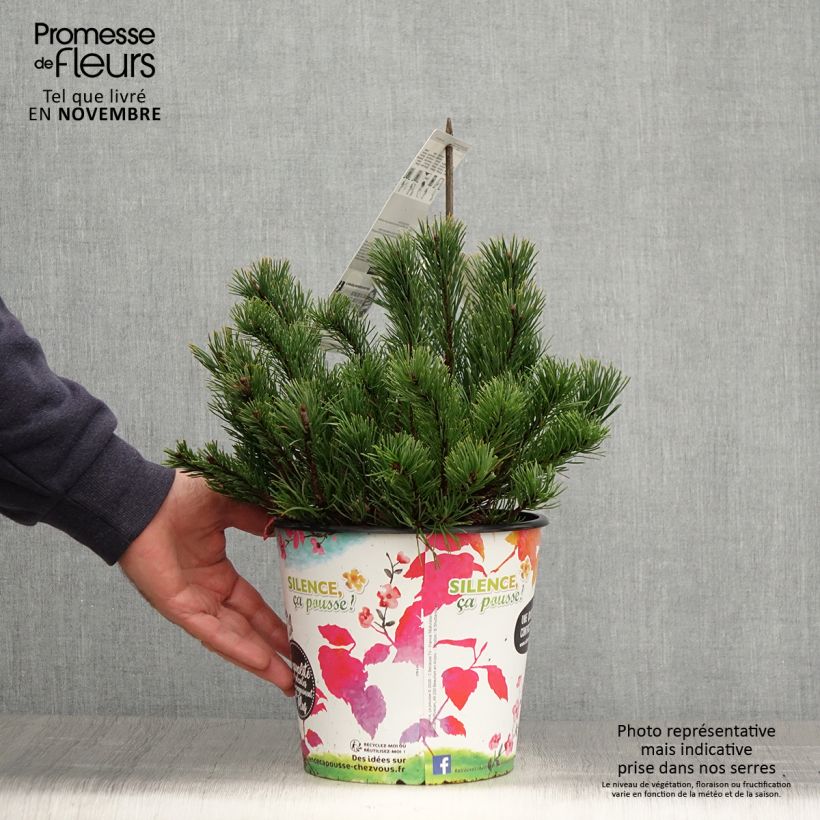 Amostra de Pinus mugo mughus Vaso de 4 L/5 L tal como entregue no outono