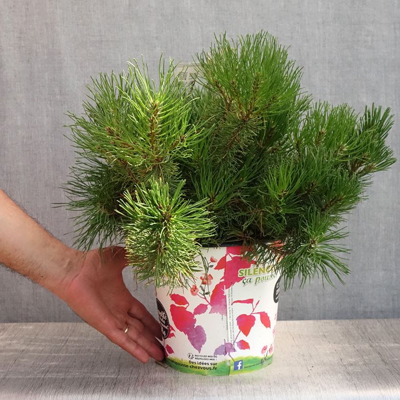 Amostra de Pinus mugo mughus Vaso de 4 L/5 L tal como entregue no verão