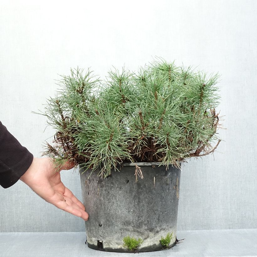 Amostra de Pinus mugo mughus Vaso de 7,5 L/10 L tal como entregue no outono