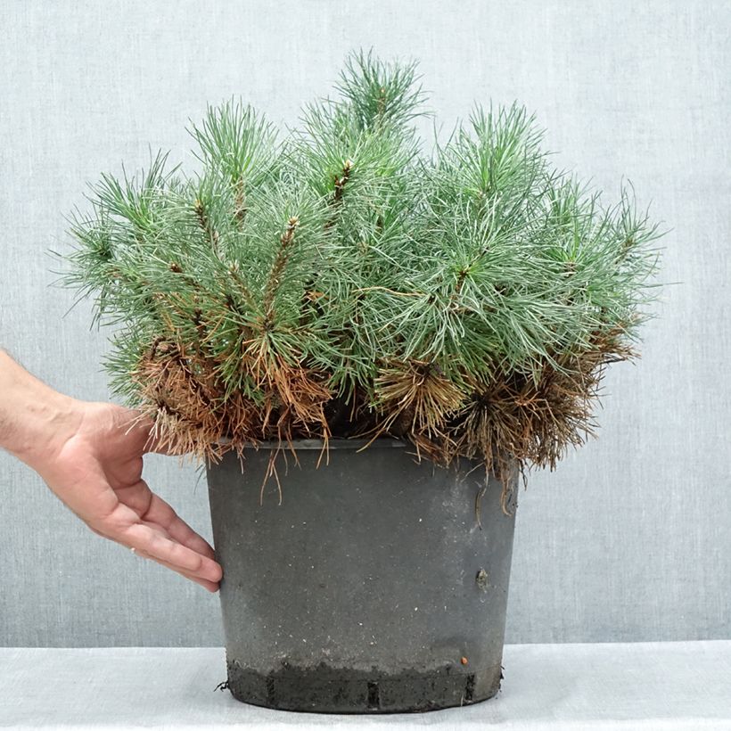 Amostra de Pinus mugo mughus Vaso de 7,5 L/10 L tal como entregue no verão