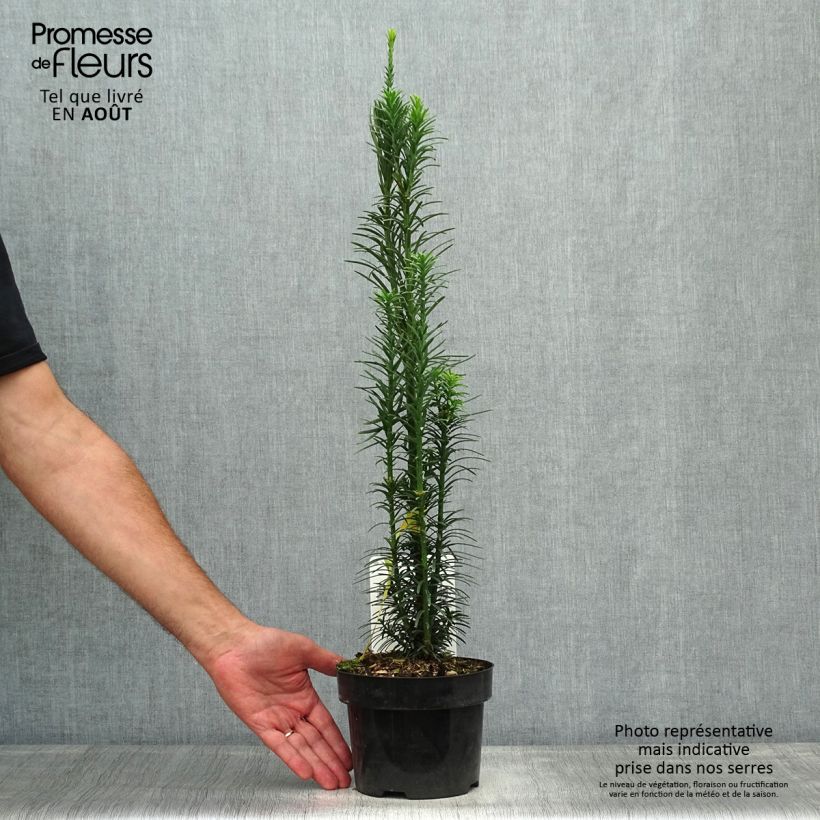Amostra de Cephalotaxus harringtonia Fastigiata Vaso de 2 L/3 L tal como entregue no verão