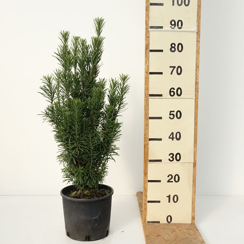 Amostra de Cephalotaxus harringtonia Fastigiata Vaso de 4 L/5 L tal como entregue no outono