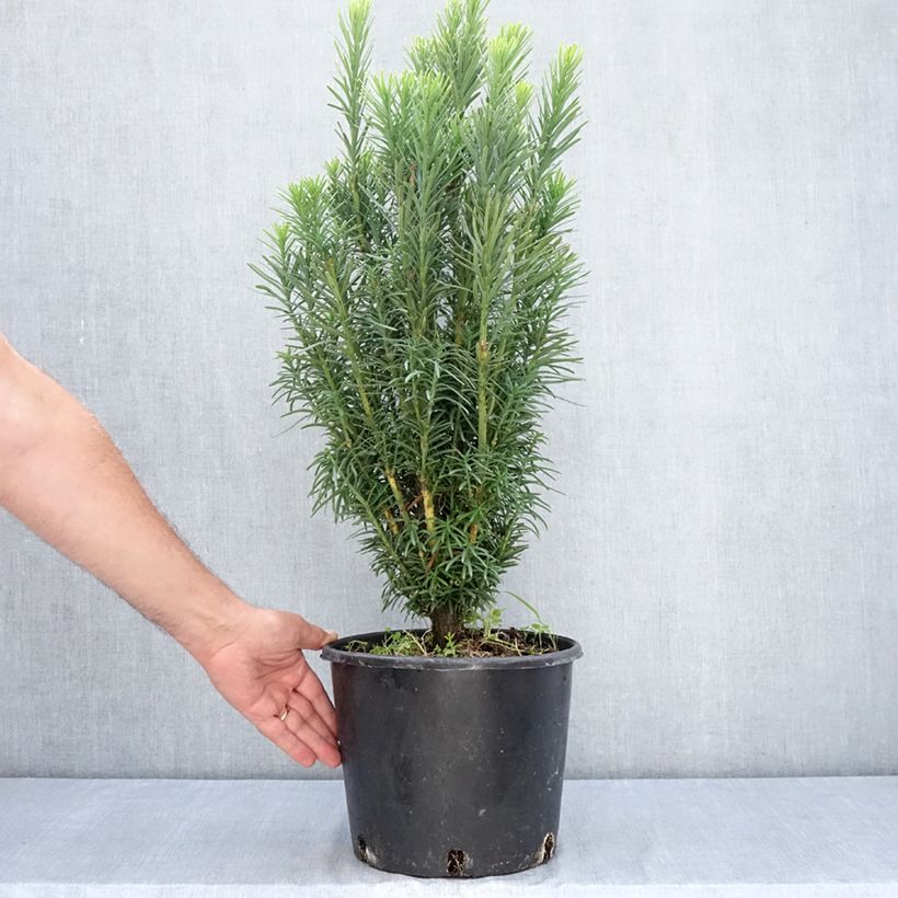 Amostra de Pin japonais à queue de vache - Cephalotaxus harringtonia Fastigiata Vaso de 7,5 L/10 L tal como entregue no verão