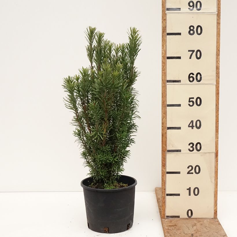 Amostra de Cephalotaxus harringtonia Fastigiata Vaso de 7,5 L/10 L tal como entregue no inverno