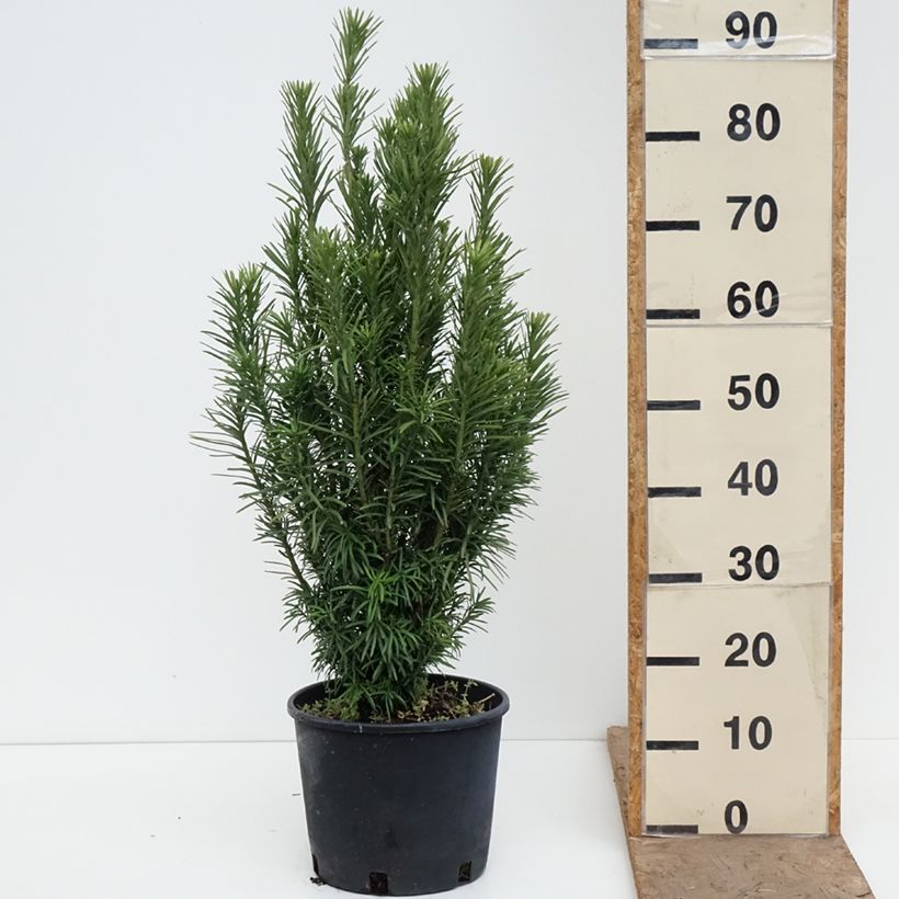 Amostra de Cephalotaxus harringtonia Fastigiata Vaso de 7,5 L/10 L tal como entregue na primavera