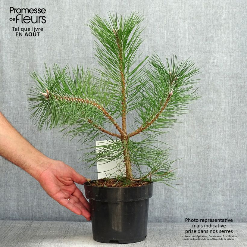 Amostra de Pinus nigra nigra Vaso de 2 L/3 L tal como entregue no verão