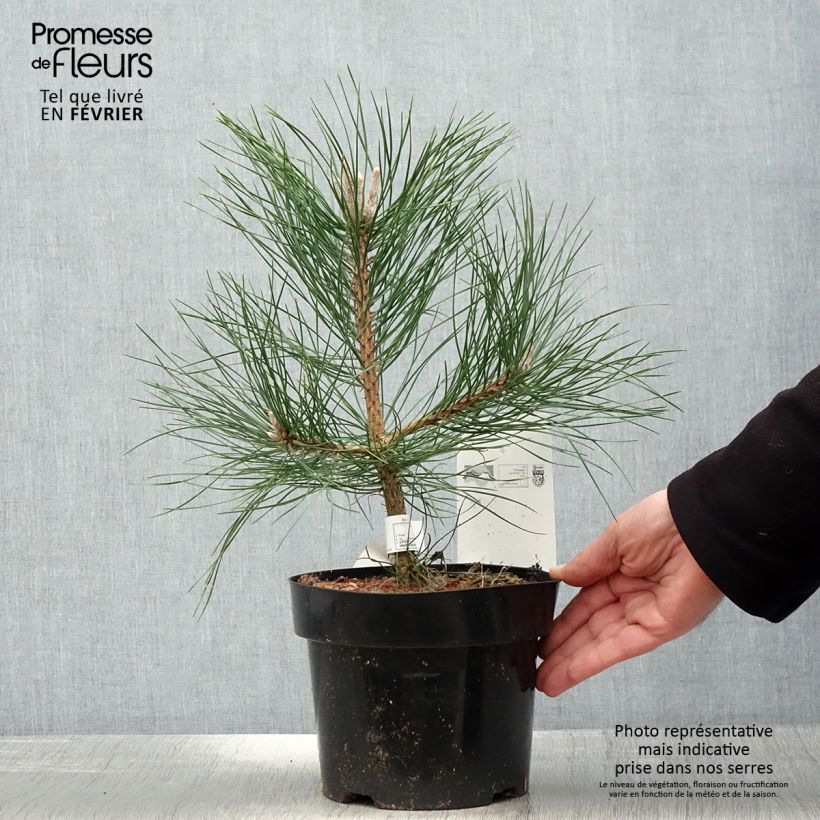 Amostra de Pinus nigra nigra Vaso de 2 L/3 L tal como entregue no inverno
