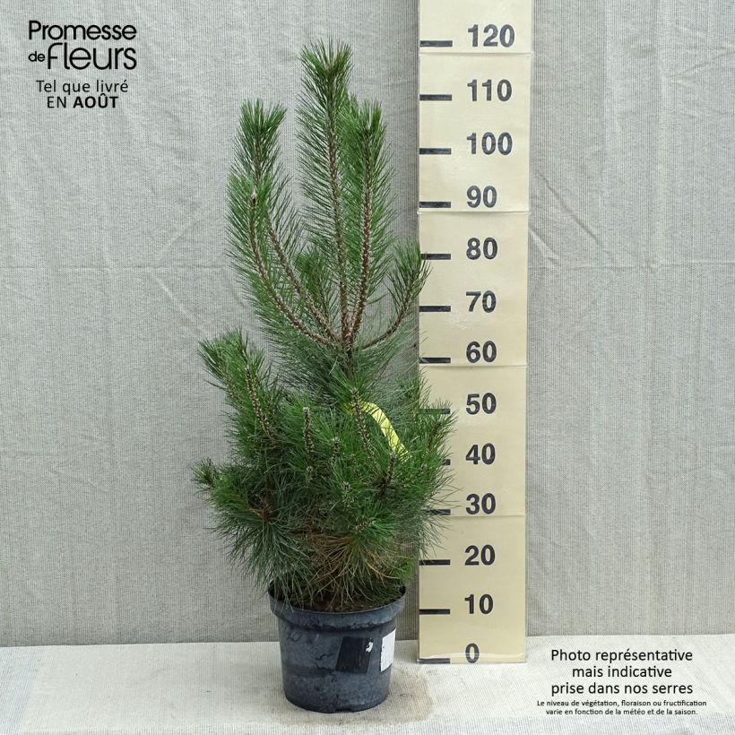 Amostra de Pinus nigra nigra Vaso de 7,5 L/10 L tal como entregue no verão