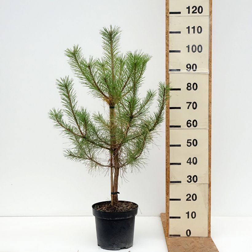 Amostra de Pinus nigra nigra Vaso de 7,5 L/10 L tal como entregue no outono