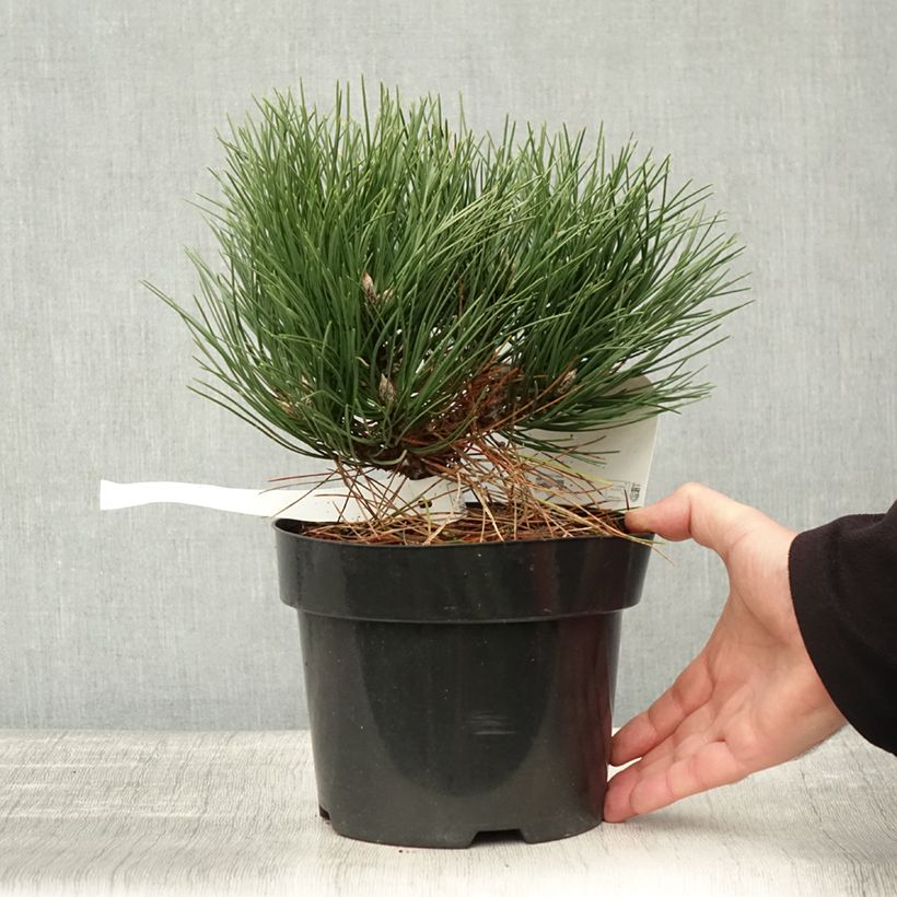 Amostra de Pinus nigra Nana Vaso de 2 L/3 L tal como entregue no outono