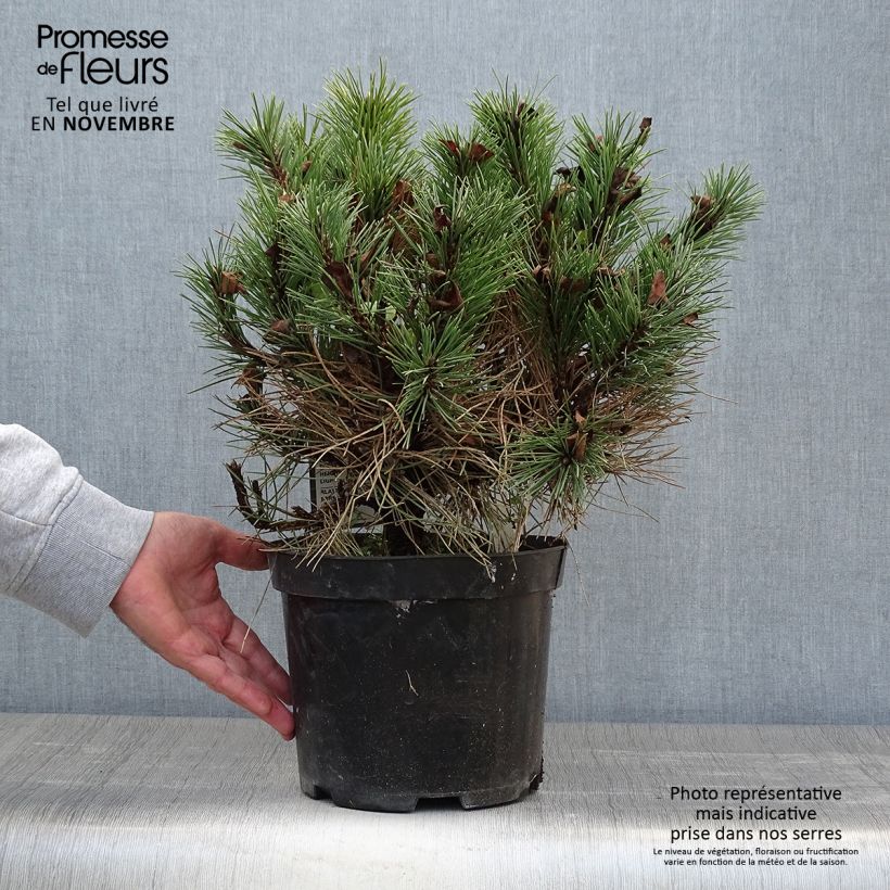 Amostra de Pinus nigra Nana Vaso de 7,5 L/10 L tal como entregue no outono