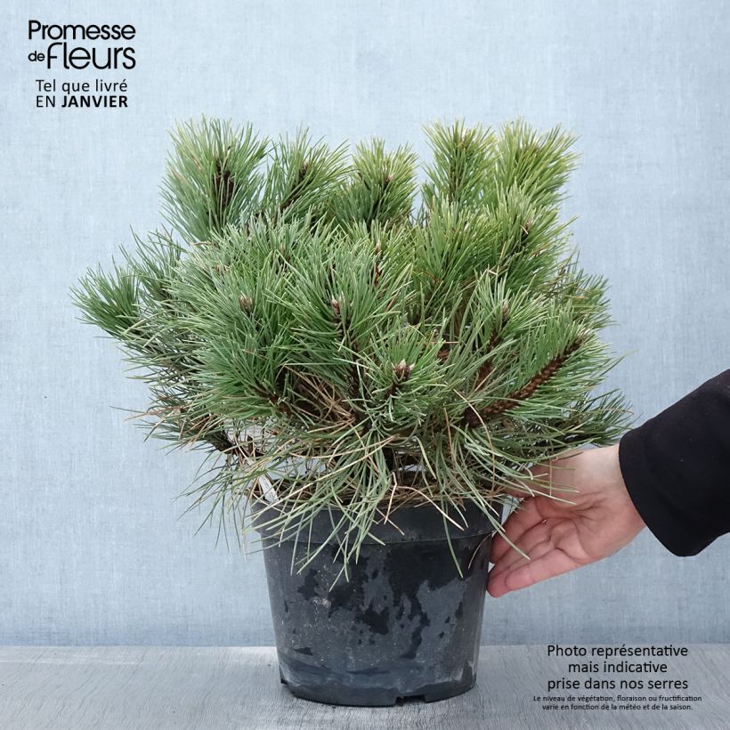 Amostra de Pin noir nain - Pinus nigra Nana Vaso de 7,5 L/10 L tal como entregue no inverno
