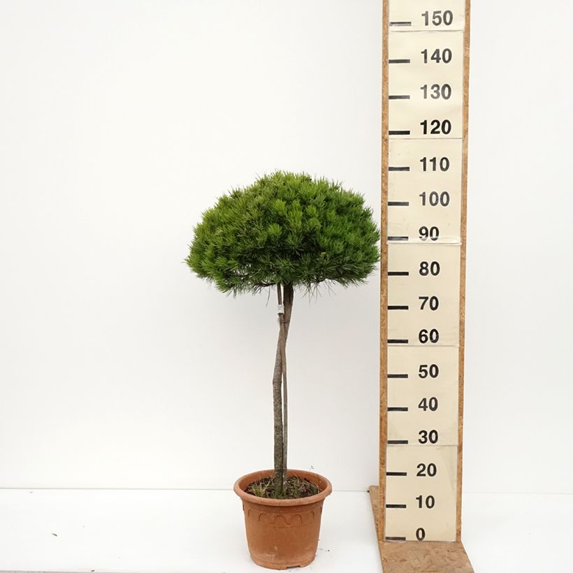 Amostra de Pinus nigra Marie Brégeon Vaso de 7,5 L/10 L, Meia haste tal como entregue no outono