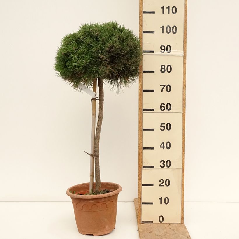 Amostra de Pinus nigra Marie Brégeon Vaso de 7,5 L/10 L, Meia haste tal como entregue no verão