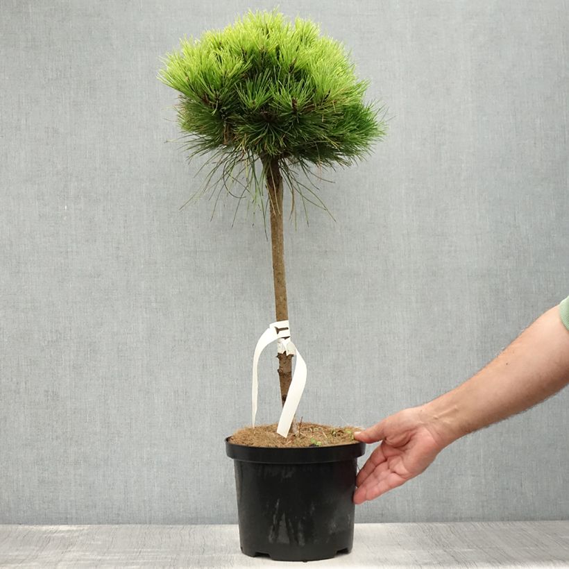 Amostra de Pinus nigra Marie Brégeon Vaso de 4 L/5 L, Haste tal como entregue no verão